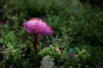 Glow mushroom