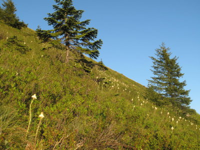 Mt Defiance Flowers along trail