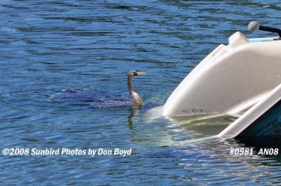 2008 - large waterbird after a swim underwater for a considerable distance, photo #0981