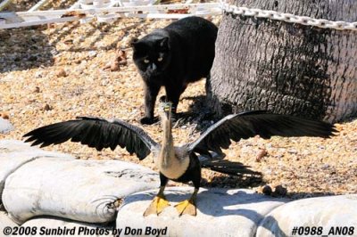 2008 - a neighborhood cat investigating the large waterbird, photo #0988