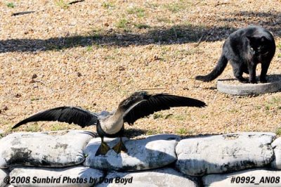 2008 - the cat is maintaining his distance, the waterbird stands his ground, photo #0992