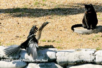 2008 - a truce is established and the cat only watches the waterbird from a distance, photo #0993