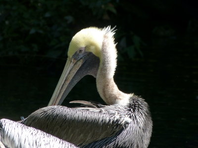Brown Pelican at Bronx Zoo