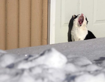 Gaylord:  The Yawn  (Snowstorm-122008-81.jpg)