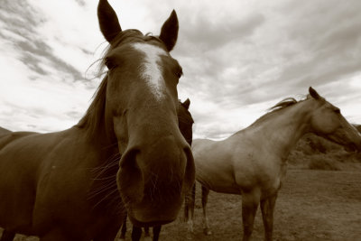 Three Rockport Horses  (H061310-10adj.jpg