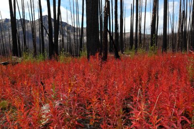 Fireweed, Iron Gate - Sunny Pass Trail  (HshoeBsn091610-056adj.jpg)*