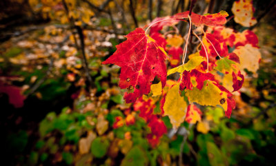 Fall Color, Northern Michigan<br>(ThomasRock_101012_038-4.jpg)