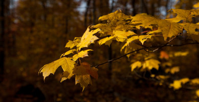 Fall Color On The Keweenaw Peninsula<br>(Keweenaw_101212_026-2.jpg)
