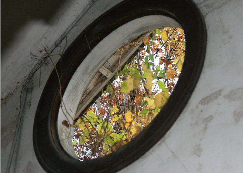 Leaves through a window