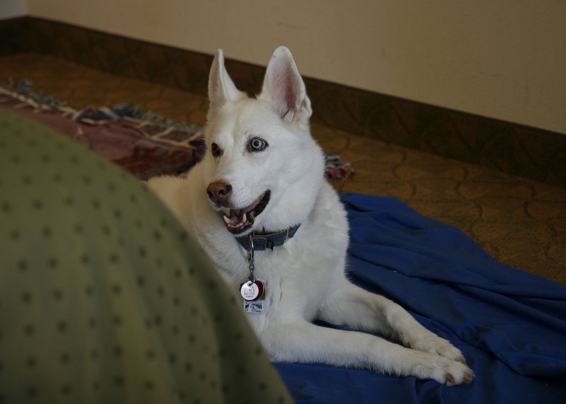 Allie had a great time in the Holiday Inn!