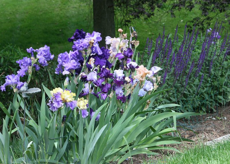 Iris and Salvia
