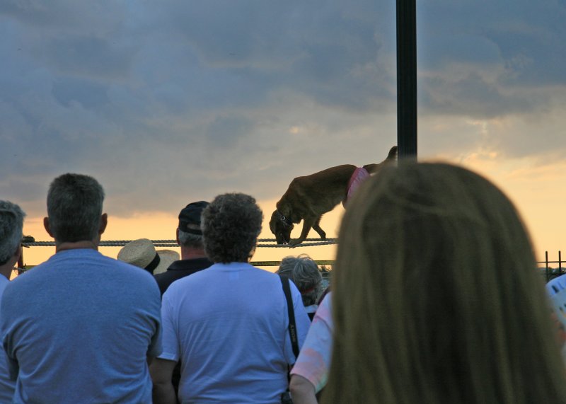 At Mallory Square, a busker's dog walks the tightrope as people await the famous Key West sunset