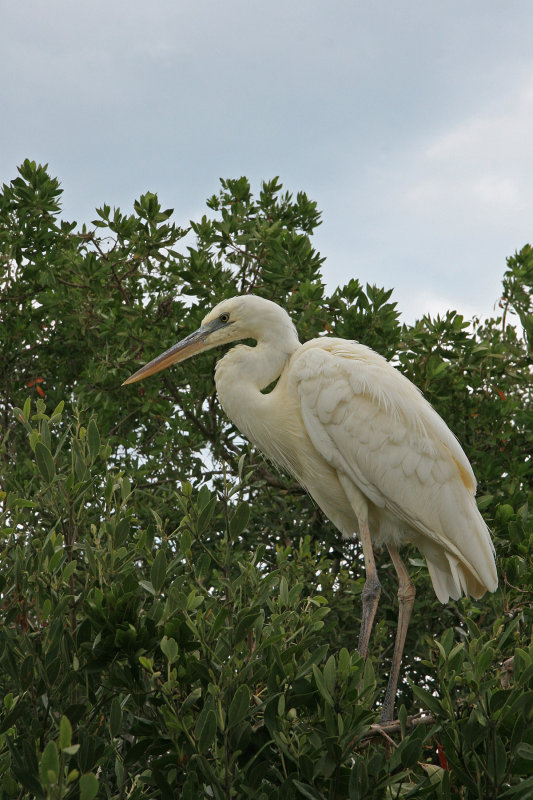 On my way down to Key West, I stopped at the Wild Bird Center.  A big great white heron was hanging around.