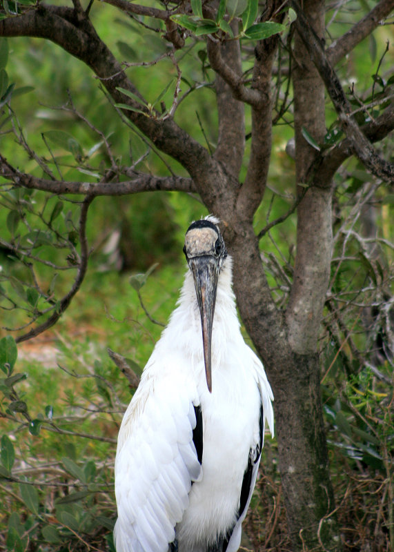Wood stork at the Wild Bird Center