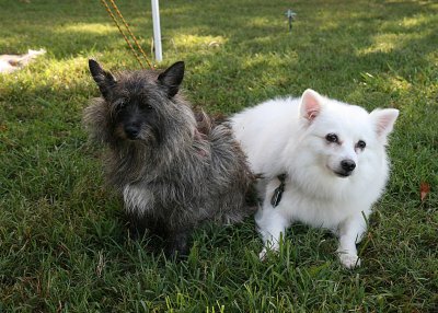 Special visitors Shadow and Angel