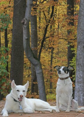 Allie and Joey LOVE their big back yard, especially in the fall!