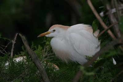 Cattle egret.  They can sometimes be found perching on cattle!  (Really!)