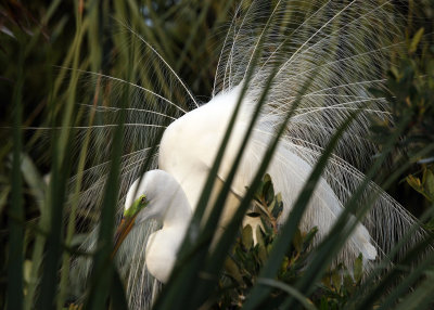 A great egret displaying, with green lore around the eye.  (It turns green during breeding season.)