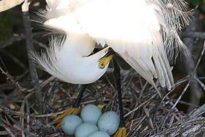 I drove to St. Augustine to visit the St. Aug Alligator Farm, where birds come to nest and raise their young.