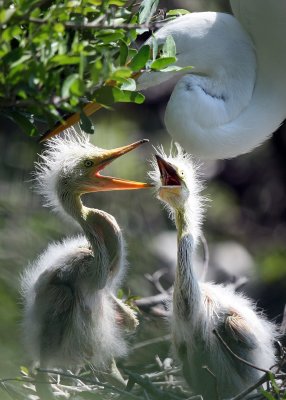 I loved the little babies.  These are great egret chicks.