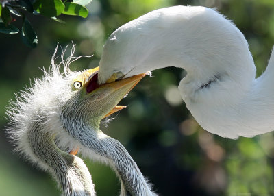Egrets feed their babies by transferring food via their beeks.  The little guys learn early to grab hold of Mom's beak.  Ouch!