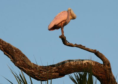 A spoonbill, late Monday evening at the Alligator Farm