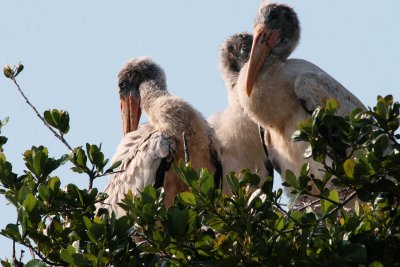 Wood stork babies.  They were SO cute - and very noisy when they wanted food!