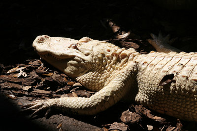 One of two white alligators at the Alligator Farm.