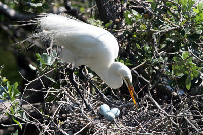 Egret tending nest