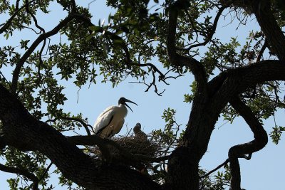 The wood storks nest high in the trees.