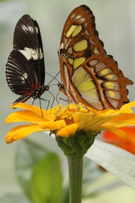 A malachite and another butterfly share a zinnia at Brookside Gardens' Wings of Fancy show, mid June