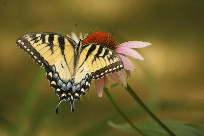 An eastern tiger swallowtail has been hanging around my coneflowers this summer.