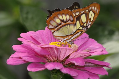 One of my favorites, the malachite, on a pink zinnia
