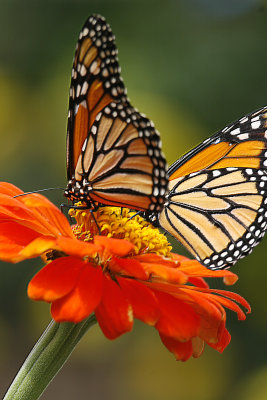 2 monarchs