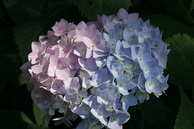 A few of the hydrangeas in my back yard don't know if they want to be pink or blue!
