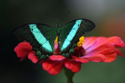 I need to look up the name of this beautiful butterfly.