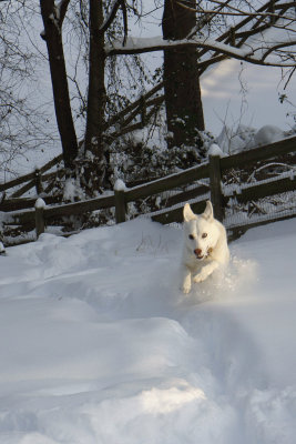 Dashing through the snow in the big blizzard of 2010