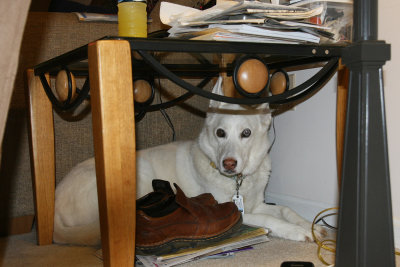 When she got older, she became afraid of thunder, and hid under tables until Howard could let her in his office.