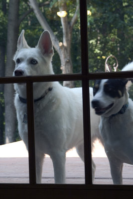 Waiting patiently to come in.  (She never barked, and seldom howled, except when Susan C and water were involved!)