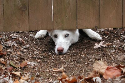 Being part husky, she was always looking to escape. (2008)