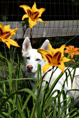 Allie in the lilies - 2004 (Cat lovers take note:  Lilies are poisonous to cats.)