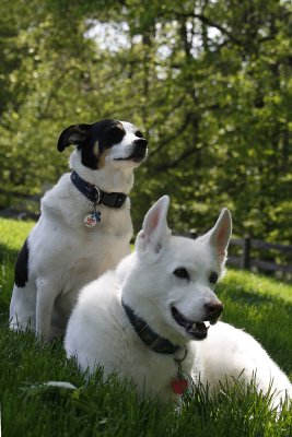 Best buds enjoying a beautiful spring day (Apr.2010)