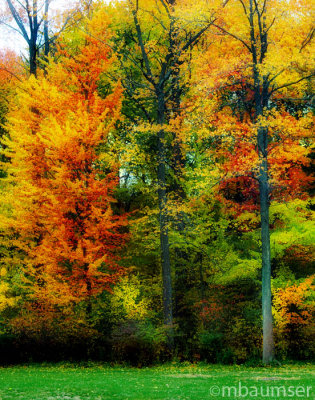 Fall Color III