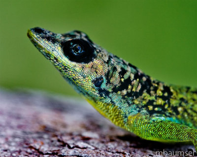 Green Lizard