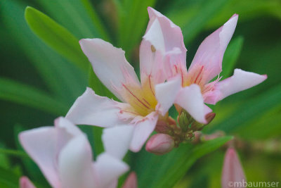 Barbados Flower 8