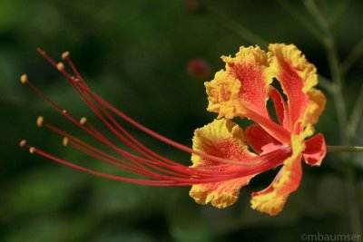 Barbados Flower 7