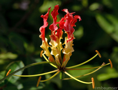 Barbados Flower 5