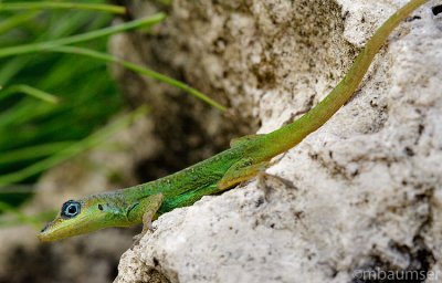 little lizard on a Rock