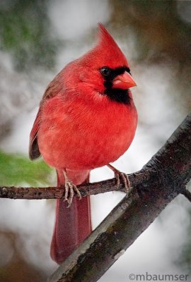 Male Cardinal