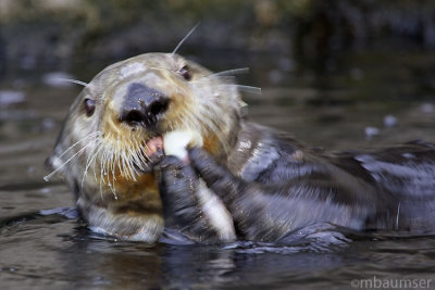 California Sea Otter